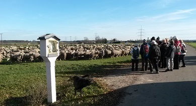 Schafe am Weg
