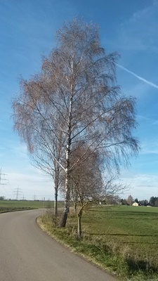 Am Sempt Wegrand